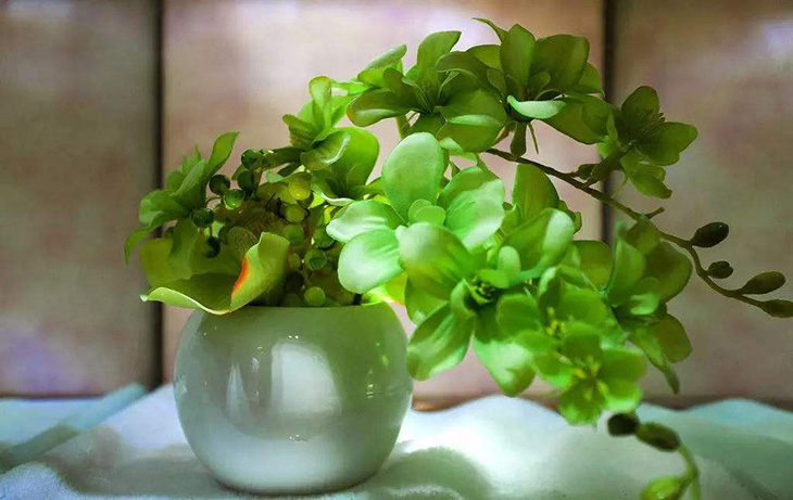 绿植去除家具异味